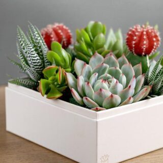 Thanksgiving Holiday Gift Guide