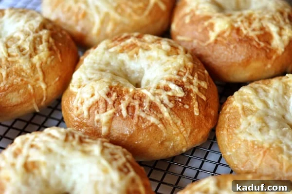 The Ultimate Homemade Bagel Recipe 15 Cheese-topped bagels on a cooling rack.