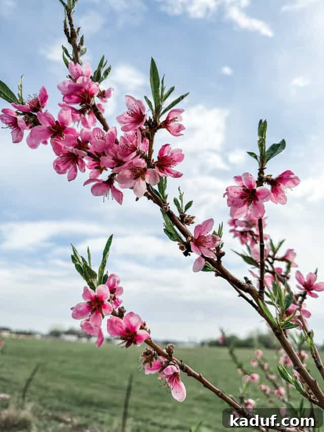 Weekend Contemplations 3 Delicate blossoms on a fruit tree, signaling spring and new growth.