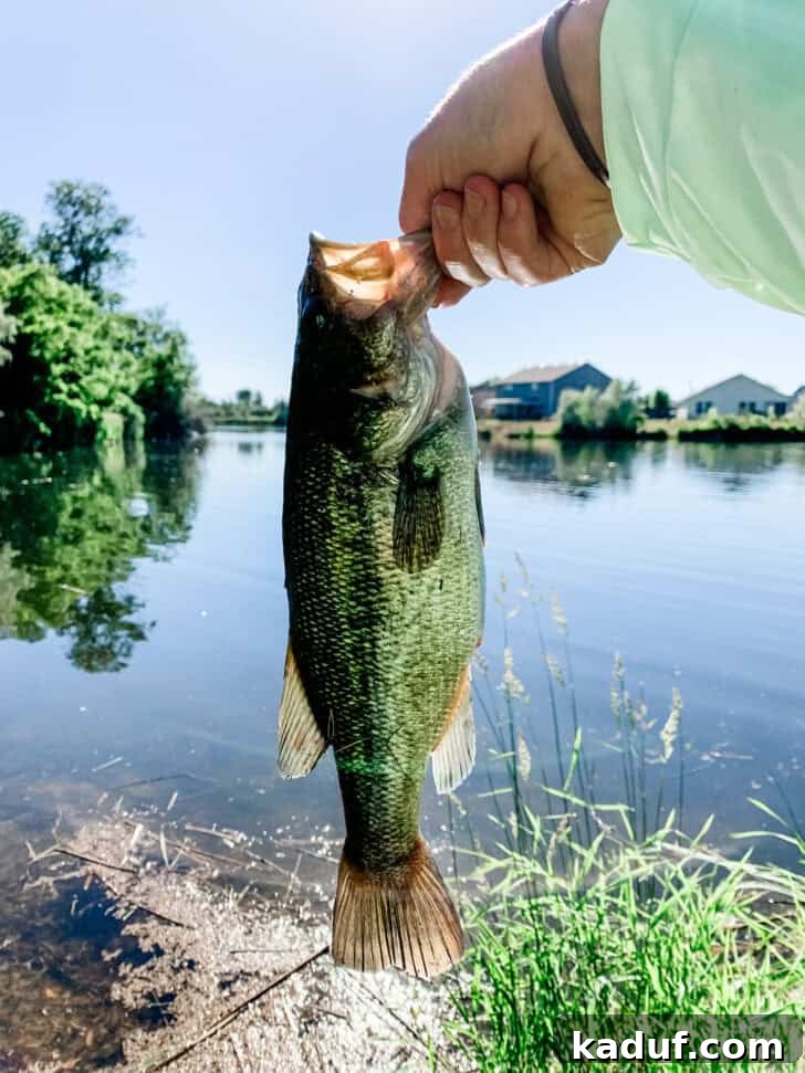 Friday Thoughts: A Brain Dump 4 A vibrant fish captured mid-air above calm water, a testament to a successful fishing adventure.