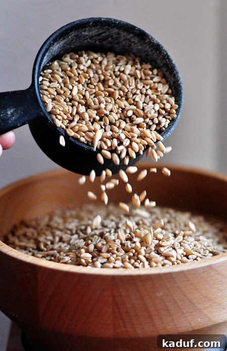 The Ultimate Guide to Wheat Grinders Plus Over 60 Popular Model Reviews 4 a measuring cup dumping wheat kernels in the hopper of a grinder