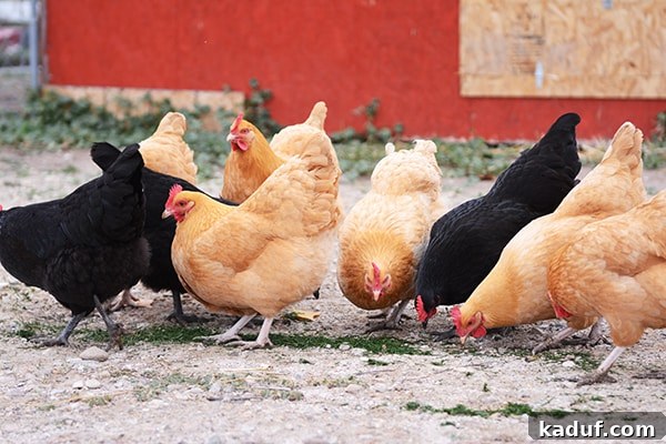 Why Egg Size Isn't Just a Number 3 Black and orange chickens free ranging in a vibrant backyard, symbolizing the source of varied egg sizes.