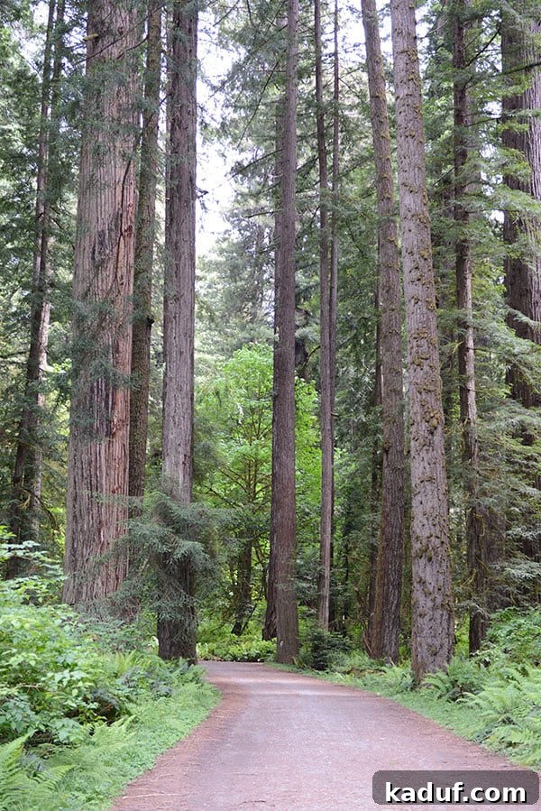 The Laid-Back Guide to Redwood National Forest 2 A picture of a path through the Redwood Forest, inviting exploration.