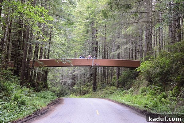 The Laid-Back Guide to Redwood National Forest 11 A picturesque bridge spanning a road, leading to Lady Bird Johnson Grove.