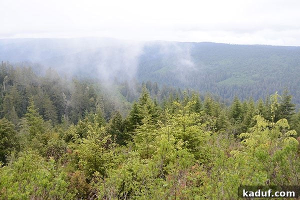 The Laid-Back Guide to Redwood National Forest 12 A beautiful outlook in Redwood National Forest, offering expansive scenic views.