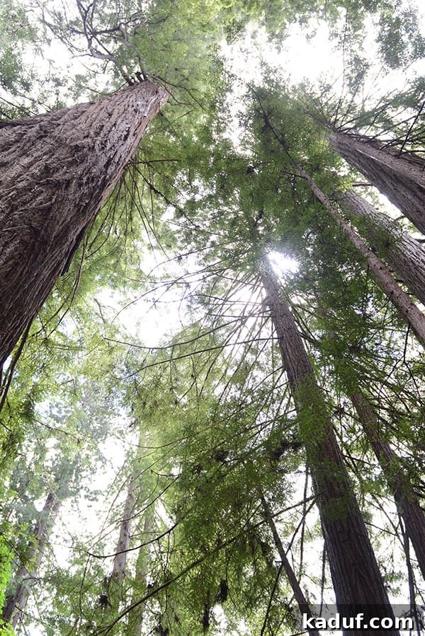 The Laid-Back Guide to Redwood National Forest 14 A picture of towering Redwood trees, their immense height reaching for the sky.