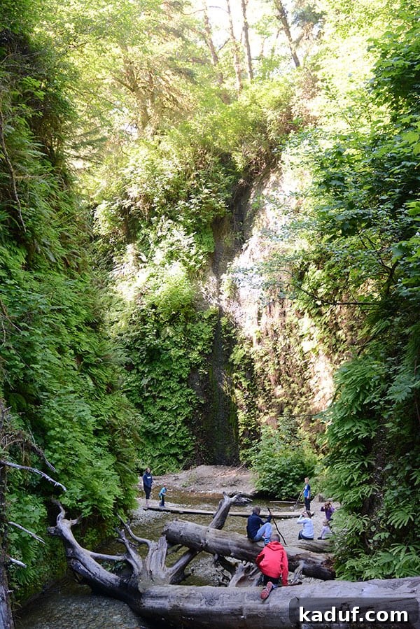 The Laid-Back Guide to Redwood National Forest 17 A family hiking over felled trees within Fern Canyon, navigating its unique terrain.