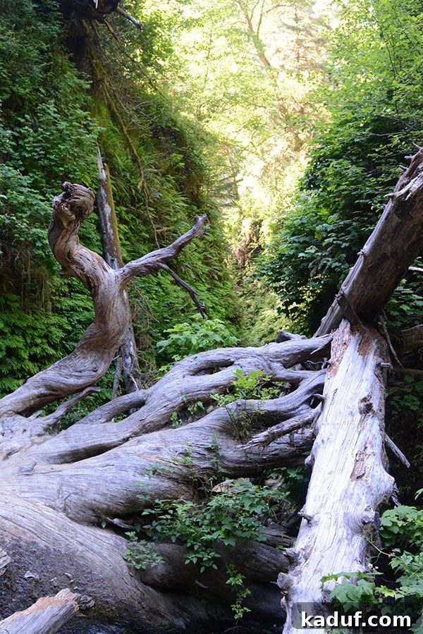 The Laid-Back Guide to Redwood National Forest 18 An interesting twisted tree with beautiful green foliage around it, showcasing Fern Canyon's unique flora.