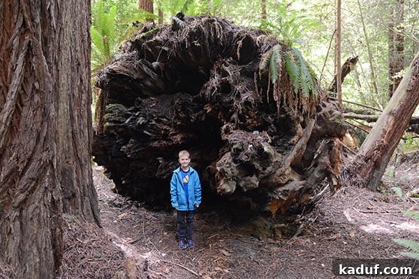 The Laid-Back Guide to Redwood National Forest 3 A little boy standing in front of a large felled tree, showcasing its immense size.
