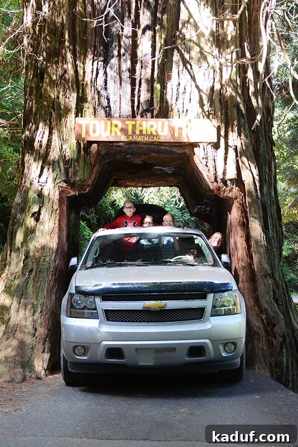 The Laid-Back Guide to Redwood National Forest 21 A family driving through the Klamath Drive Through Tree, with heads poking out of the car windows for a fun photo.