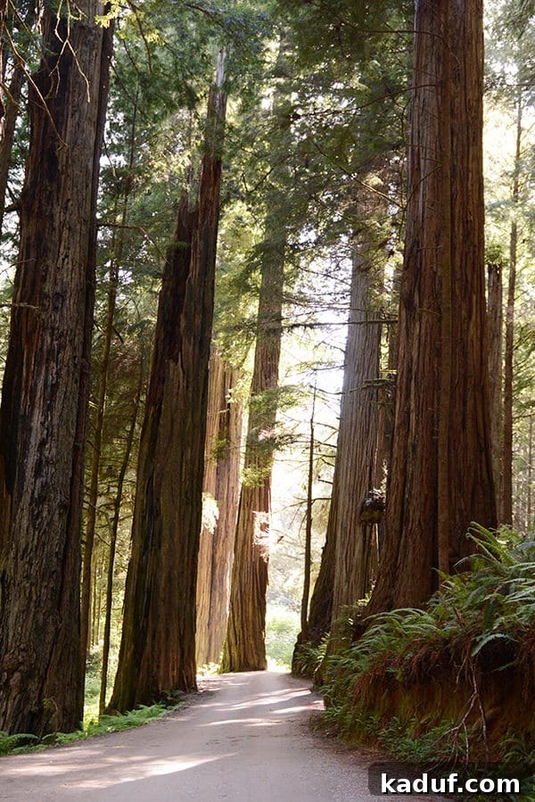 The Laid-Back Guide to Redwood National Forest 24 A picture of Stout Grove, showcasing its dense and impressive redwood trees.