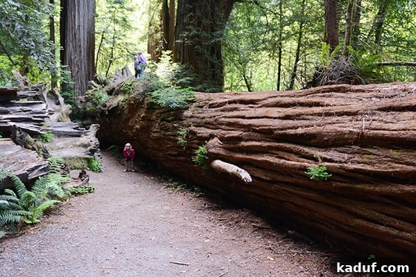 The Laid-Back Guide to Redwood National Forest 26 A massive fallen Redwood tree, showcasing the sheer scale of these forest giants.