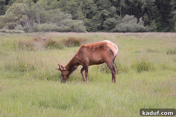 The Laid-Back Guide to Redwood National Forest 5 Elk eating peacefully in a meadow, a common sight at Elk Meadows Cabins.