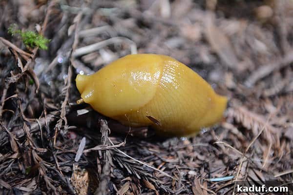 The Laid-Back Guide to Redwood National Forest 9 A vibrant yellow Banana Slug slowly moving along a leaf.