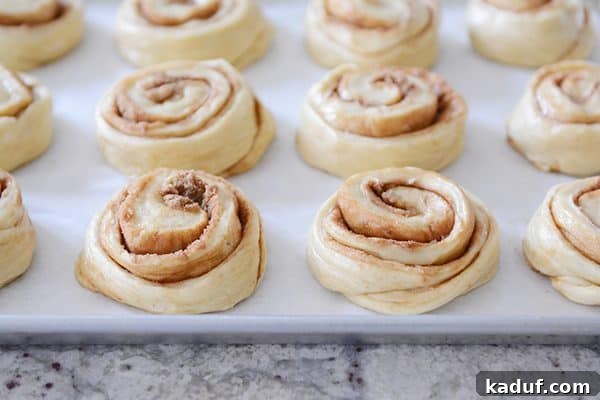 Overnight Cinnamon Rolls for Effortless Mornings 5 Raw, shaped cinnamon rolls neatly arranged on a parchment-lined baking sheet, showing proper spacing before rising.