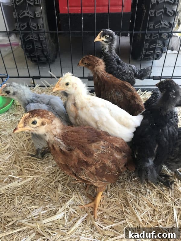Pre-Weekend Ponderings 4 A family working together on a vibrant homestead, tending to fruit trees, raspberry bushes, and baby chicks, symbolizing a productive summer