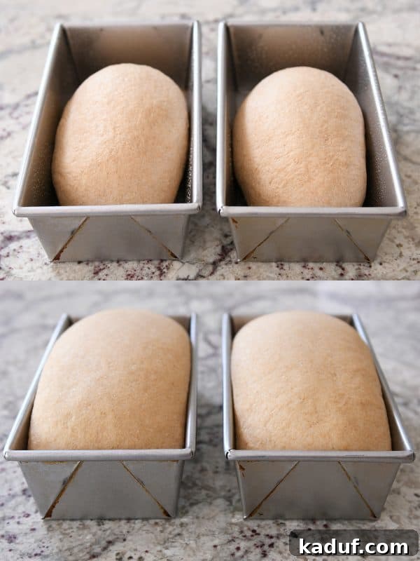 Effortless KitchenAid Small Batch Soft Fluffy Whole Wheat Bread 12 Loaves of uncooked whole wheat bread rising in their bread tins, anticipating their transformation.