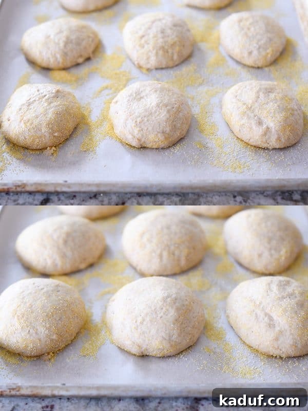 Unrisen and risen easy homemade english muffins on parchment lined baking sheets.