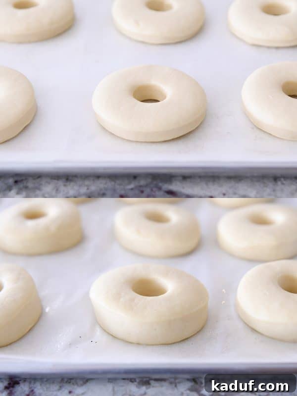 Melt-in-Your-Mouth Homemade Glazed Donuts 18 Donuts rising on parchment-lined baking sheets, showing their puffy appearance before frying.
