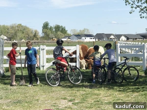 Weekly Wind Down 2 boys riding bikes with helmets and cows eating grass