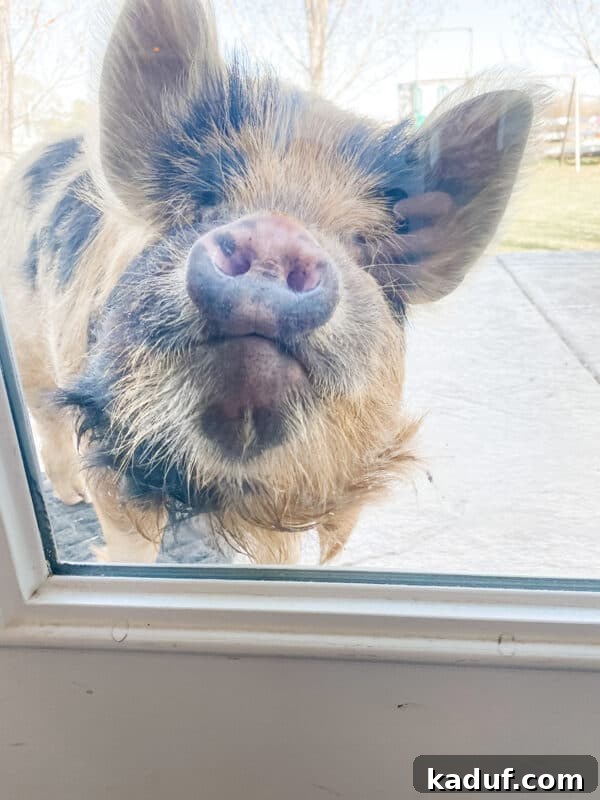 Friday Reflections: Life Lately and Finding My Rhythm 4 A curious pig with a mischievous glint in its eye looks through a back window, a surprising and humorous interruption to daily life.