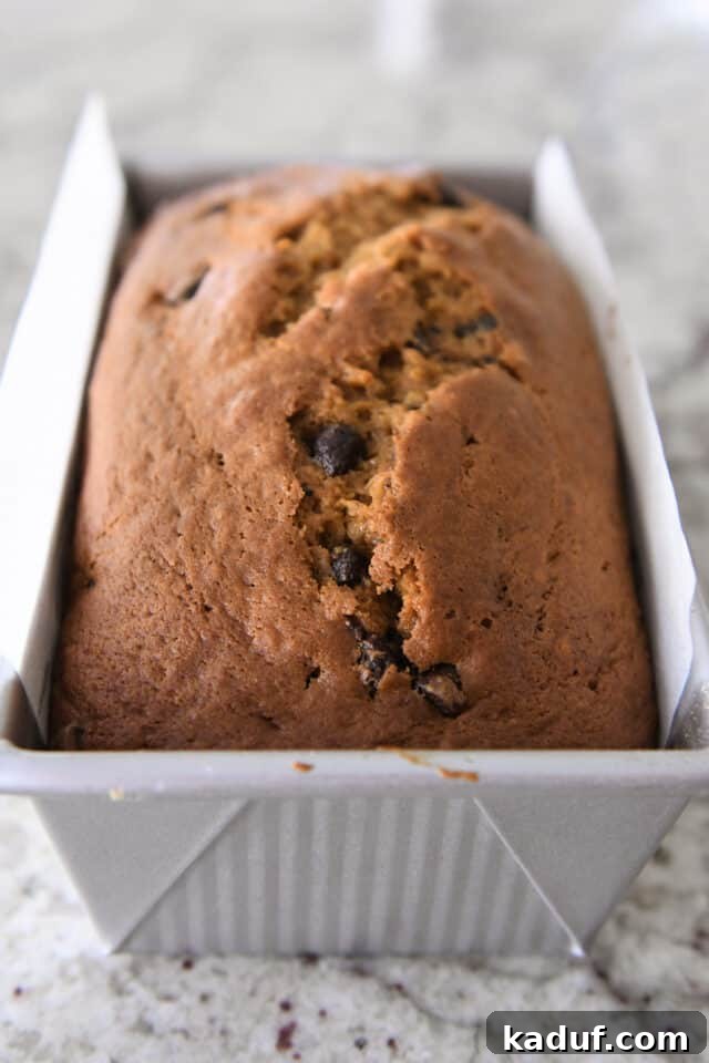 Spiced Pumpkin Chocolate Chip Loaf 4 A perfectly baked, golden-brown pumpkin chocolate chip loaf nestled in a silver metal loaf pan, ready to be cooled and sliced.