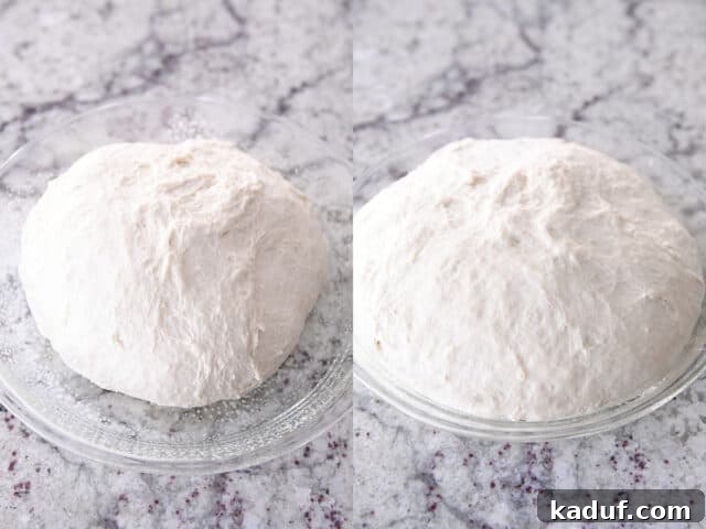 Pratik Yoğurmasız Köy Ekmeği 8 Peasant bread dough, perfectly shaped, rising in a generously greased 9-inch glass pie plate, ready for baking.