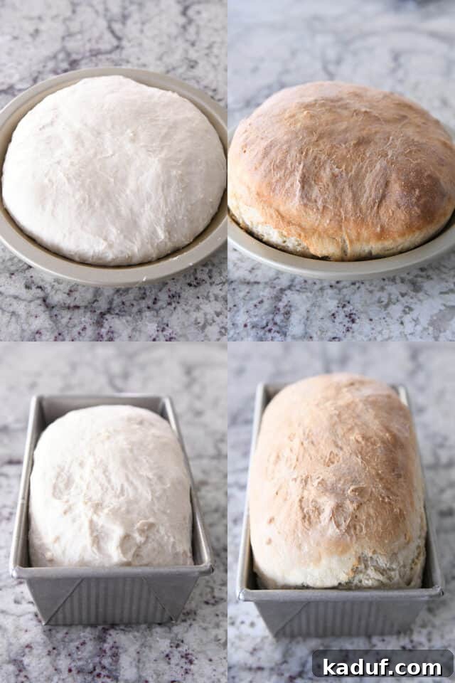 Pratik Yoğurmasız Köy Ekmeği 10 A side-by-side comparison illustrating peasant bread rising and baked in both a pie plate and a loaf pan, demonstrating versatile baking options.