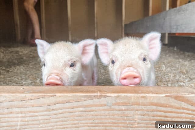Weekend Whims 4 Two curious pink piglets gazing directly at the camera.