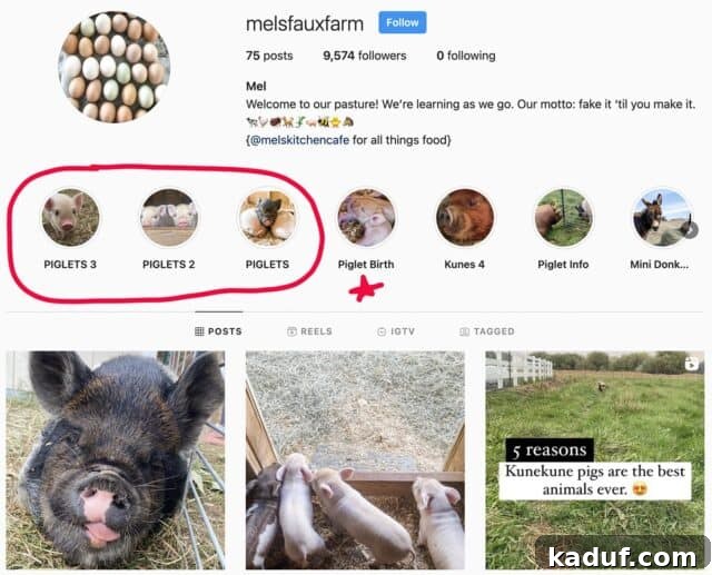 Weekend Whims 5 Screenshot of Mel's Instagram faux farm page, displaying cute pig content.